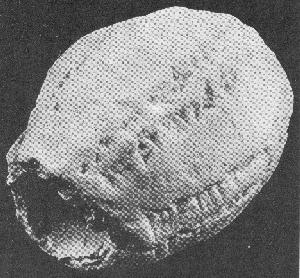 EGG-Shaped hollow tablet.