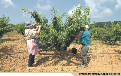 Cosecha de cerezas. Foto: © Marta Montmany.