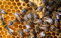 Enjambre de abejas. Foto: Aula de Filosofía de Eugenio Sánchez Bravo.