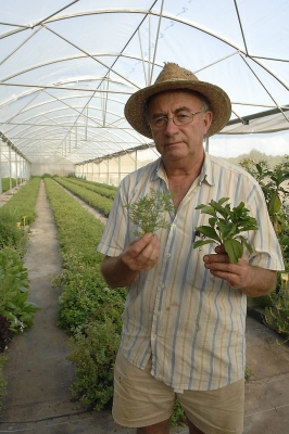 Josep Pàmies al seu hort de Balaguer ensenyant algunes de les polèmiques plantes medicinals que hi cultiva./Santi Iglesias. Josep Pàmies al seu hort de Balaguer ensenyant algunes de les polèmiques plantes medicinals que hi cultiva./Santi Iglesias.